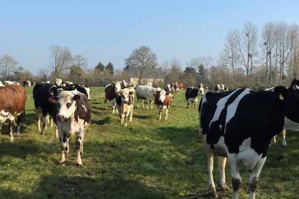 Gestel, vaches