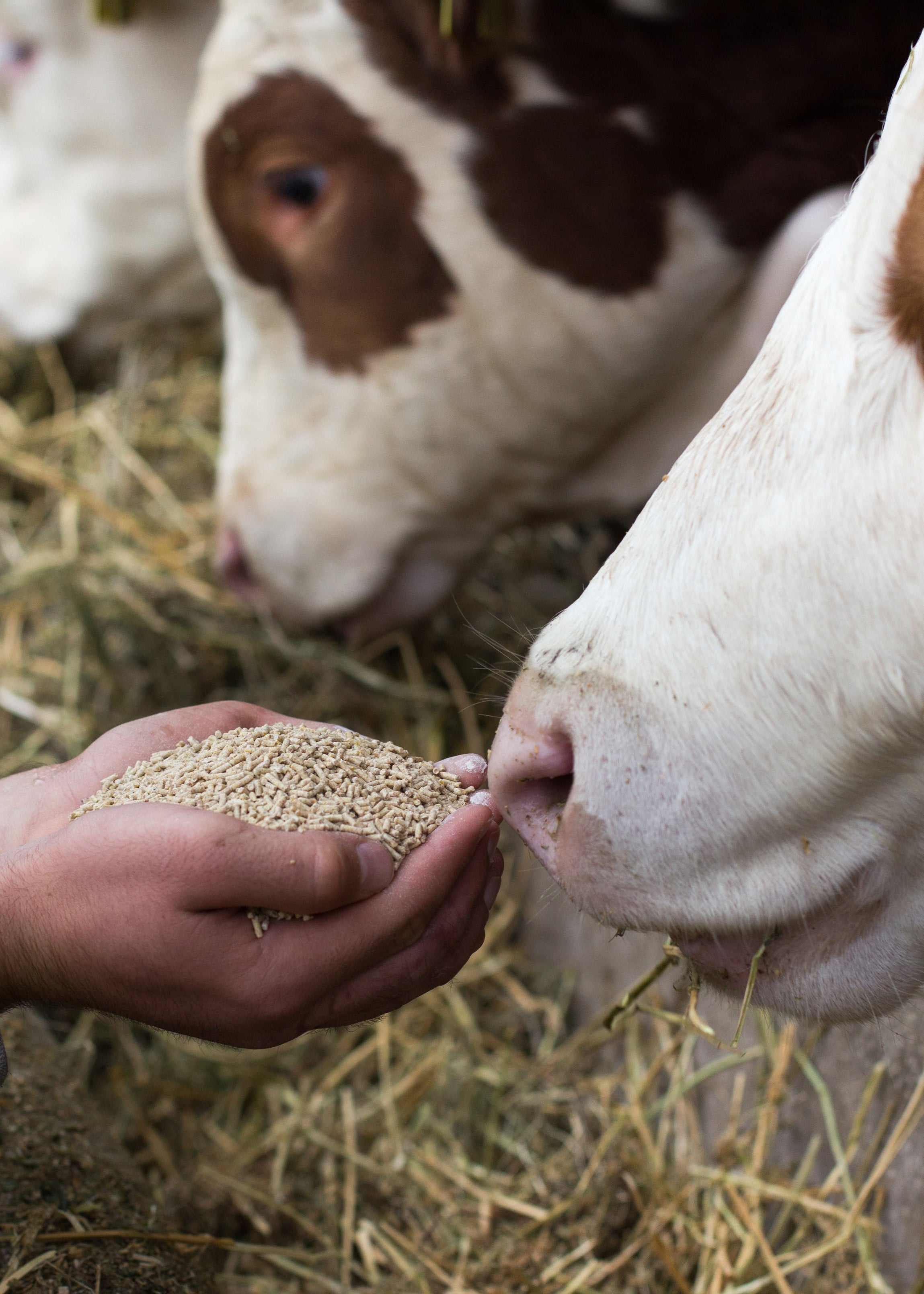 vaches grain