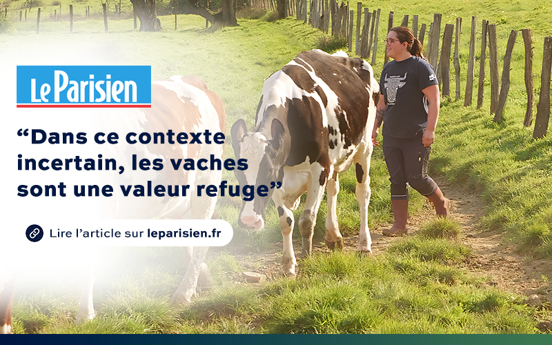 Article Le Parisien : "les vaches sont une valeur refuge"