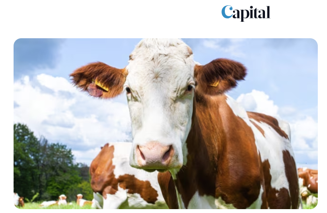 MyMarguerit mis en avant dans Capital