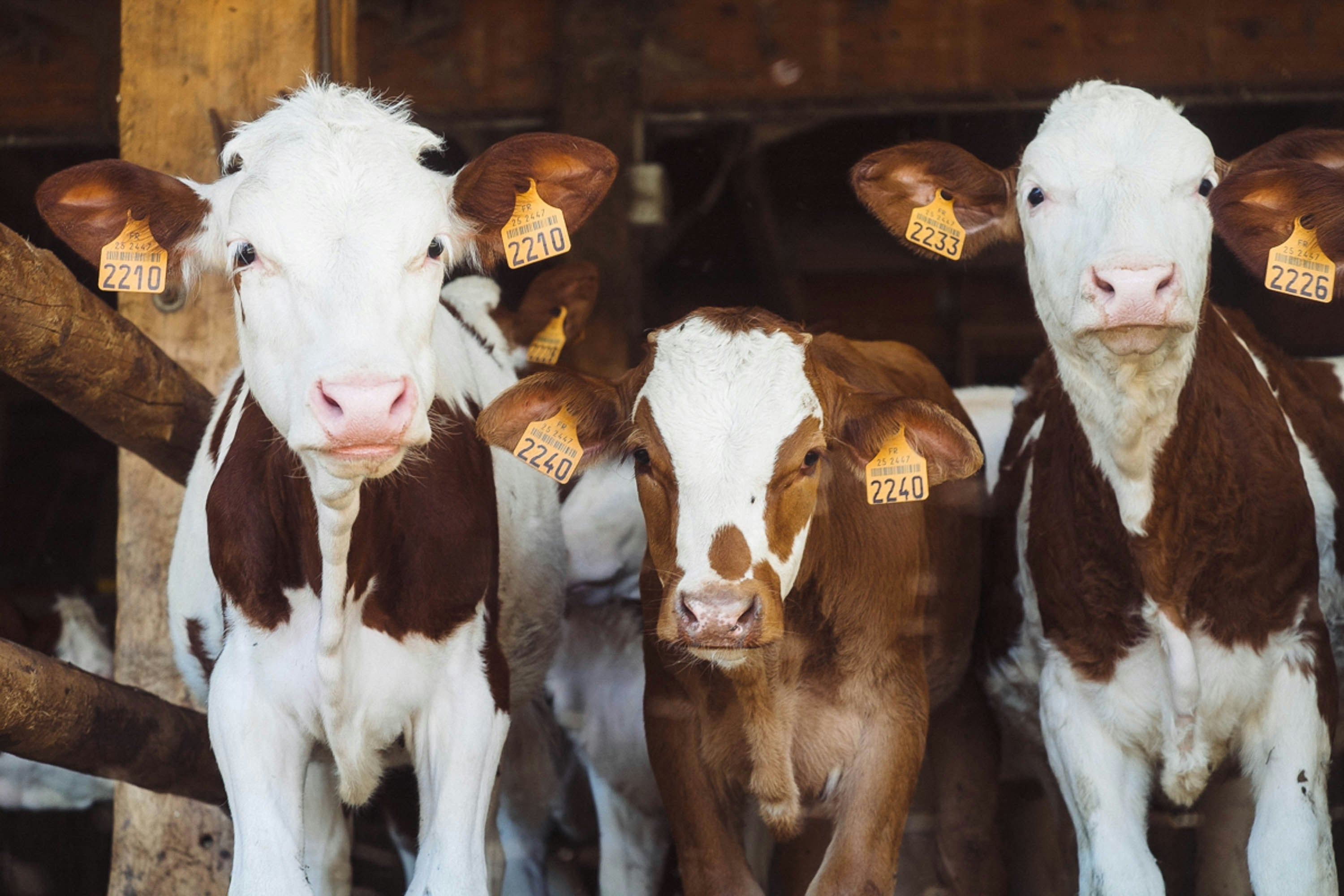 Investir dans des vaches : Terres et Territoires présente MyMarguerit