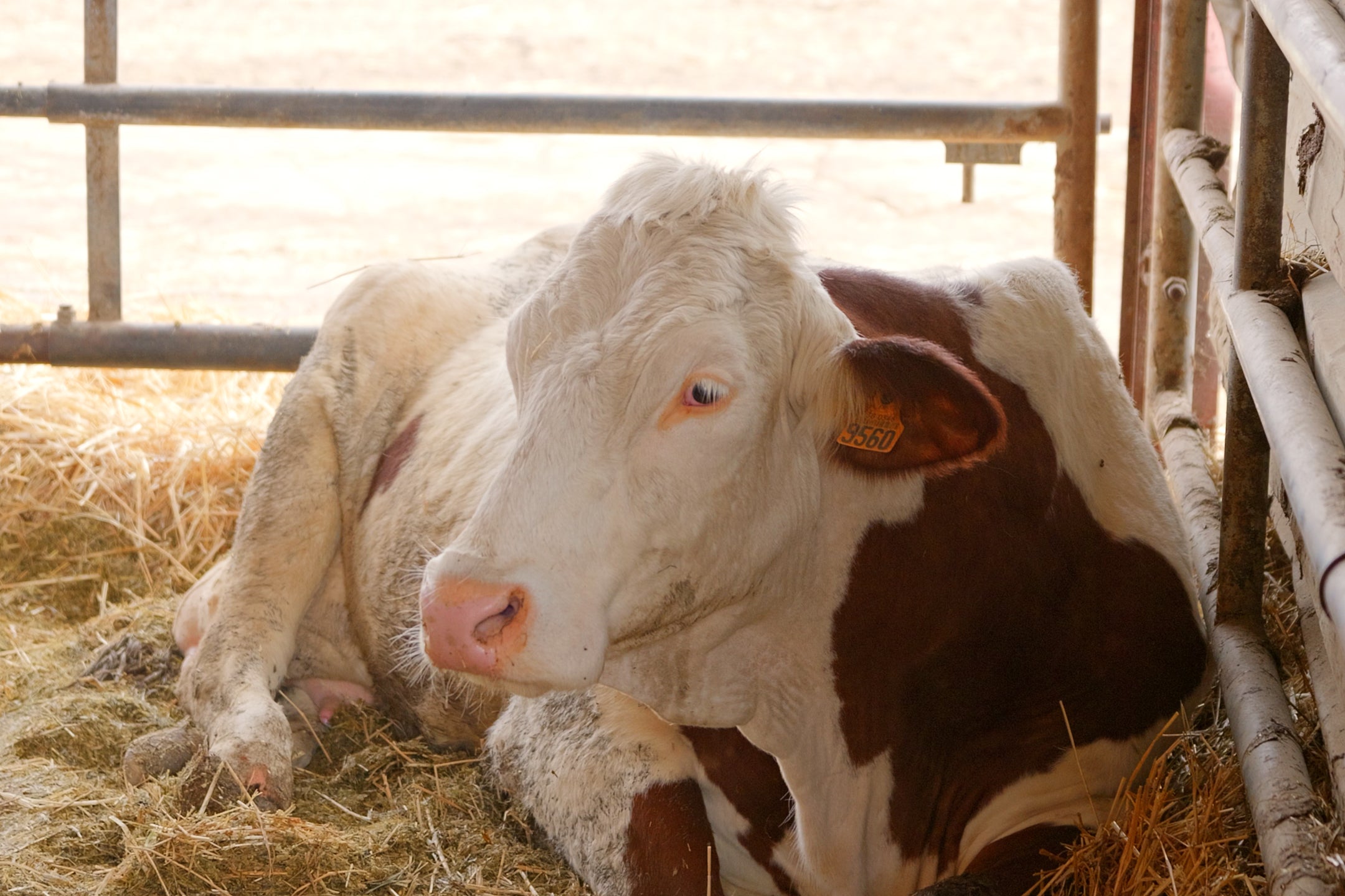 Fortes chaleurs et incendies : les agriculteurs s’adaptent et se mobilisent