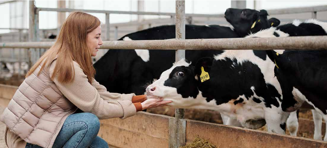 La féminisation de l’élevage laitier en France : un levier d’avenir pour la filière