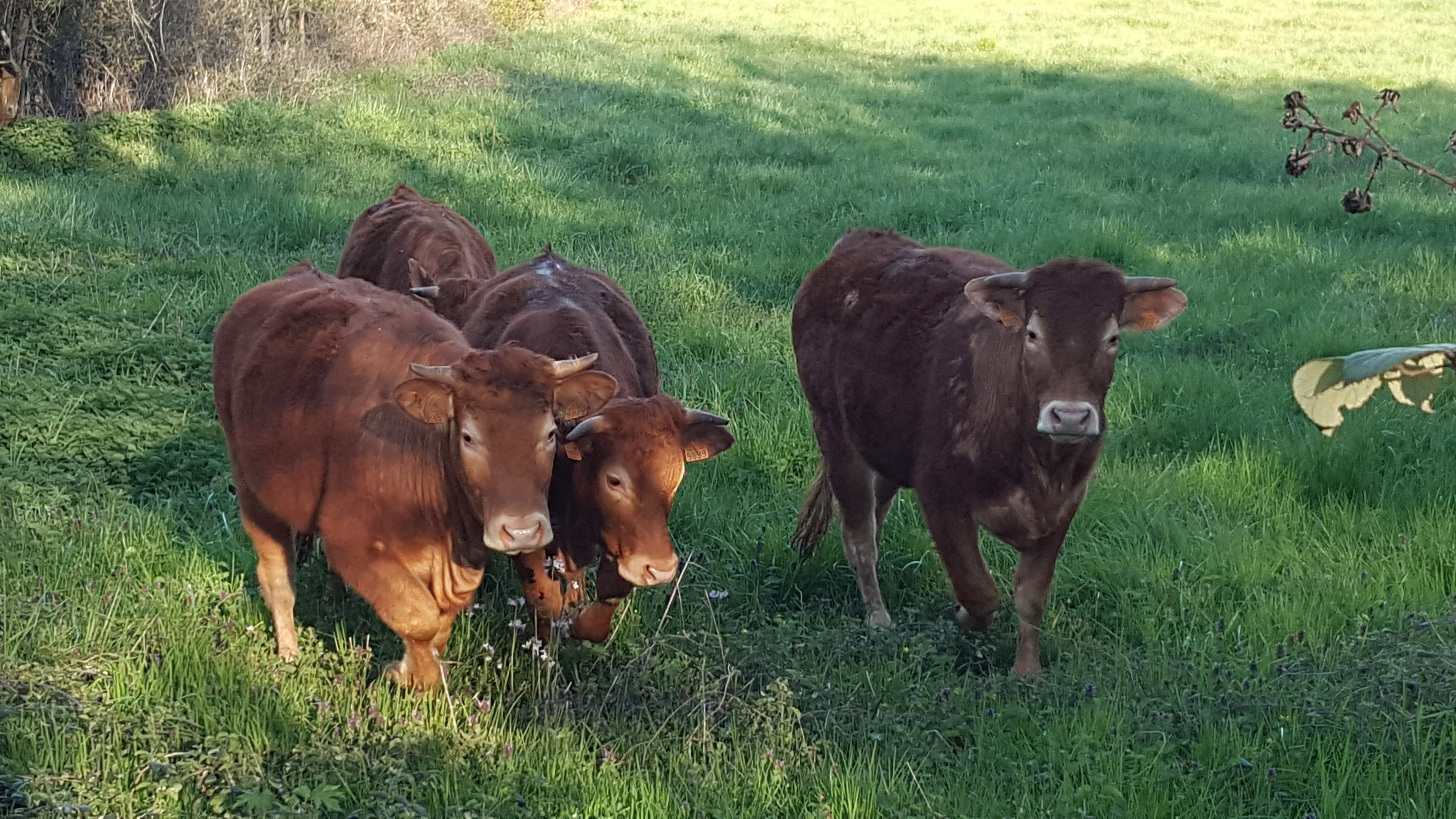 vaches près