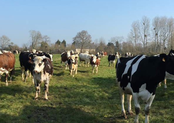 Gestel, vaches