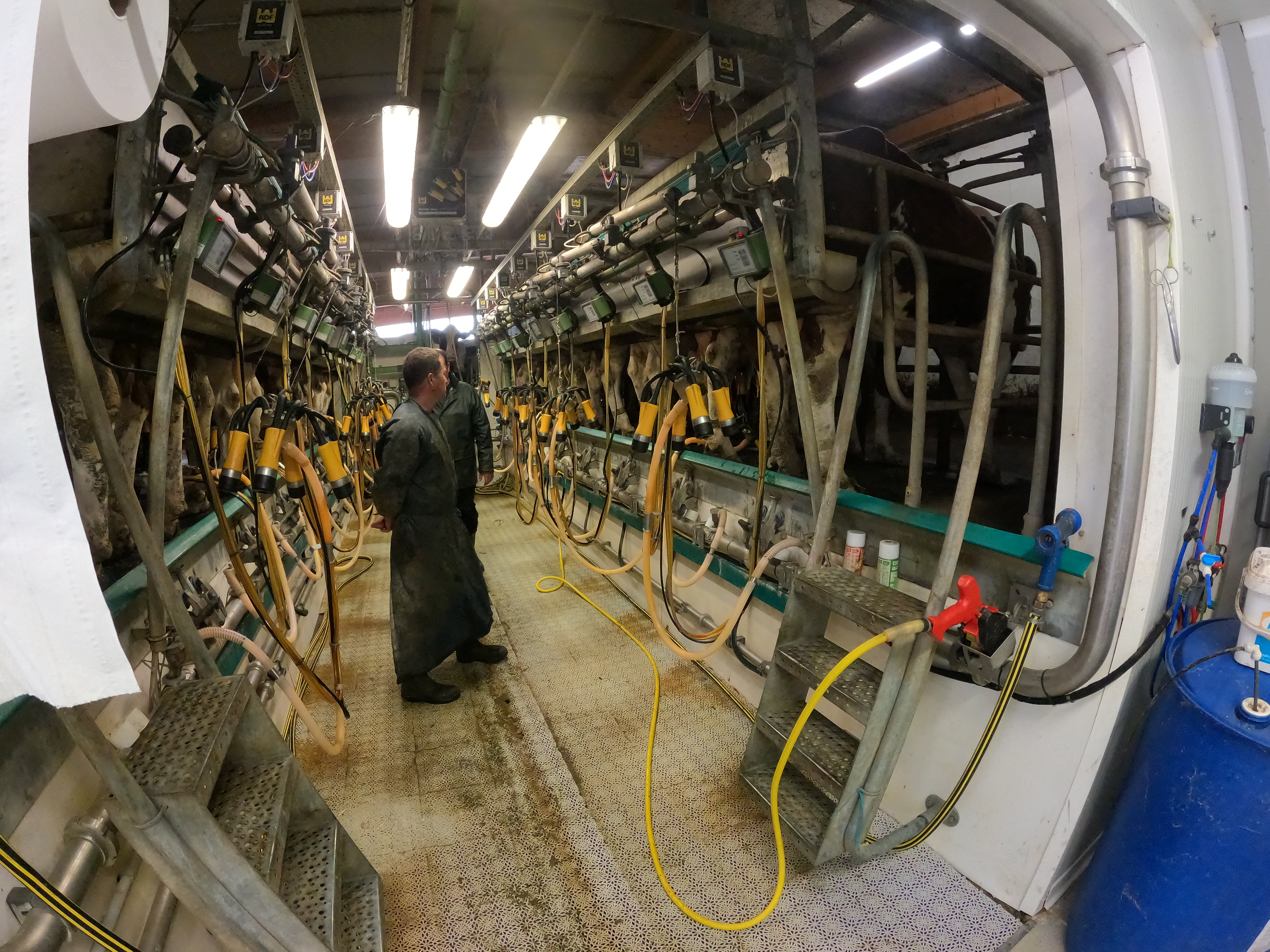 station vaches laitières