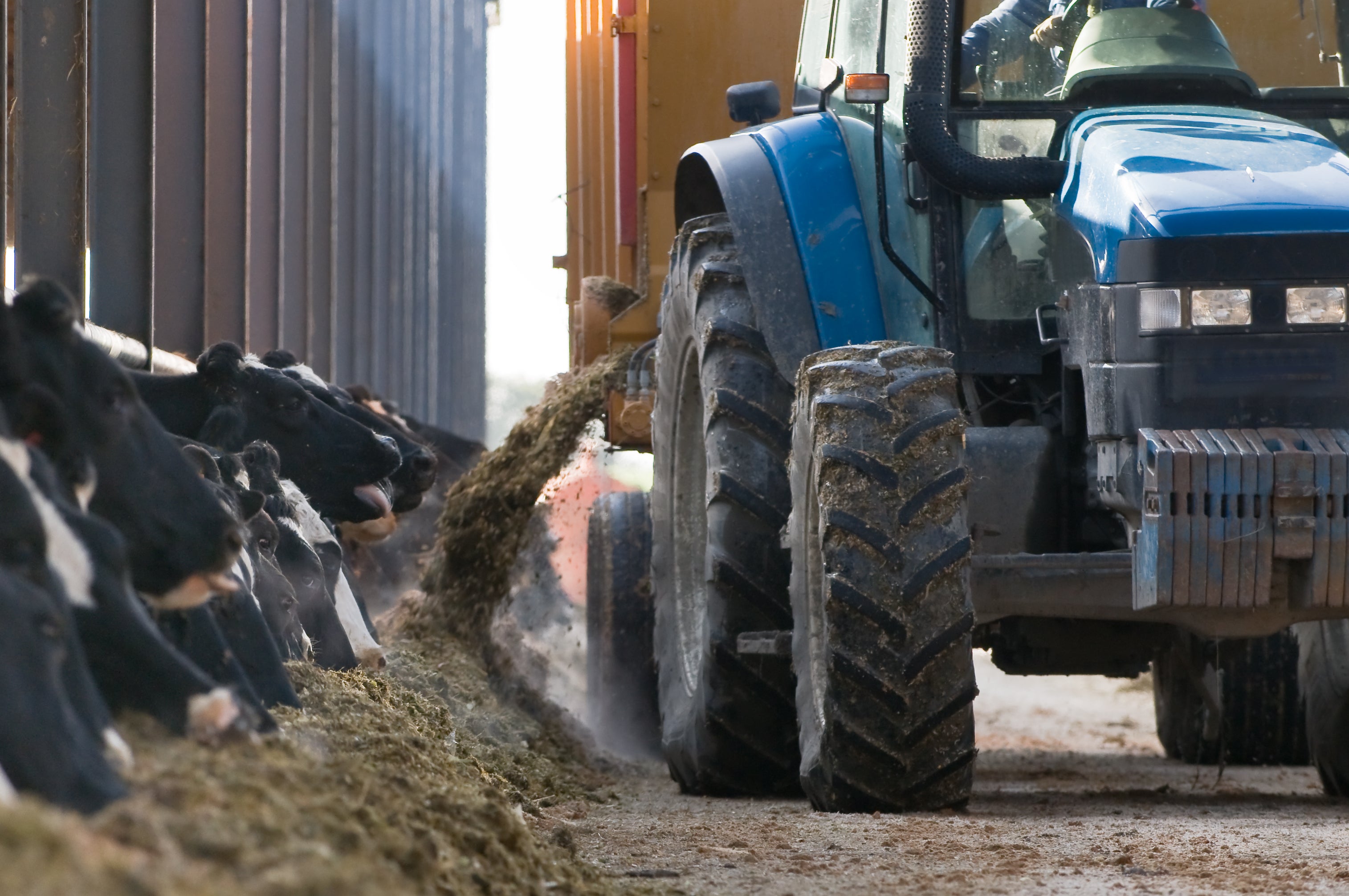 Tracteur vaches