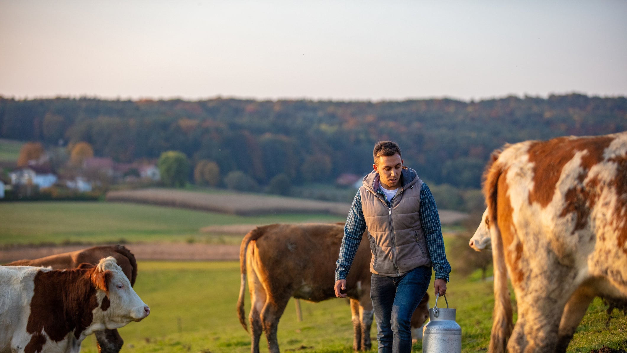eleveur-lait-vache